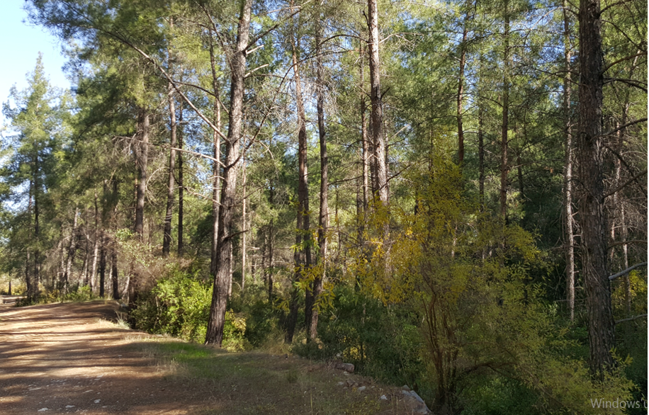 Yeşilçam Yürüyüş Yolu